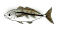 �A�W